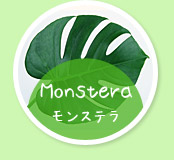 Monstera モンステラ