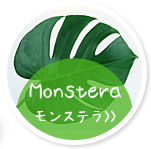 モンステラ Monstera